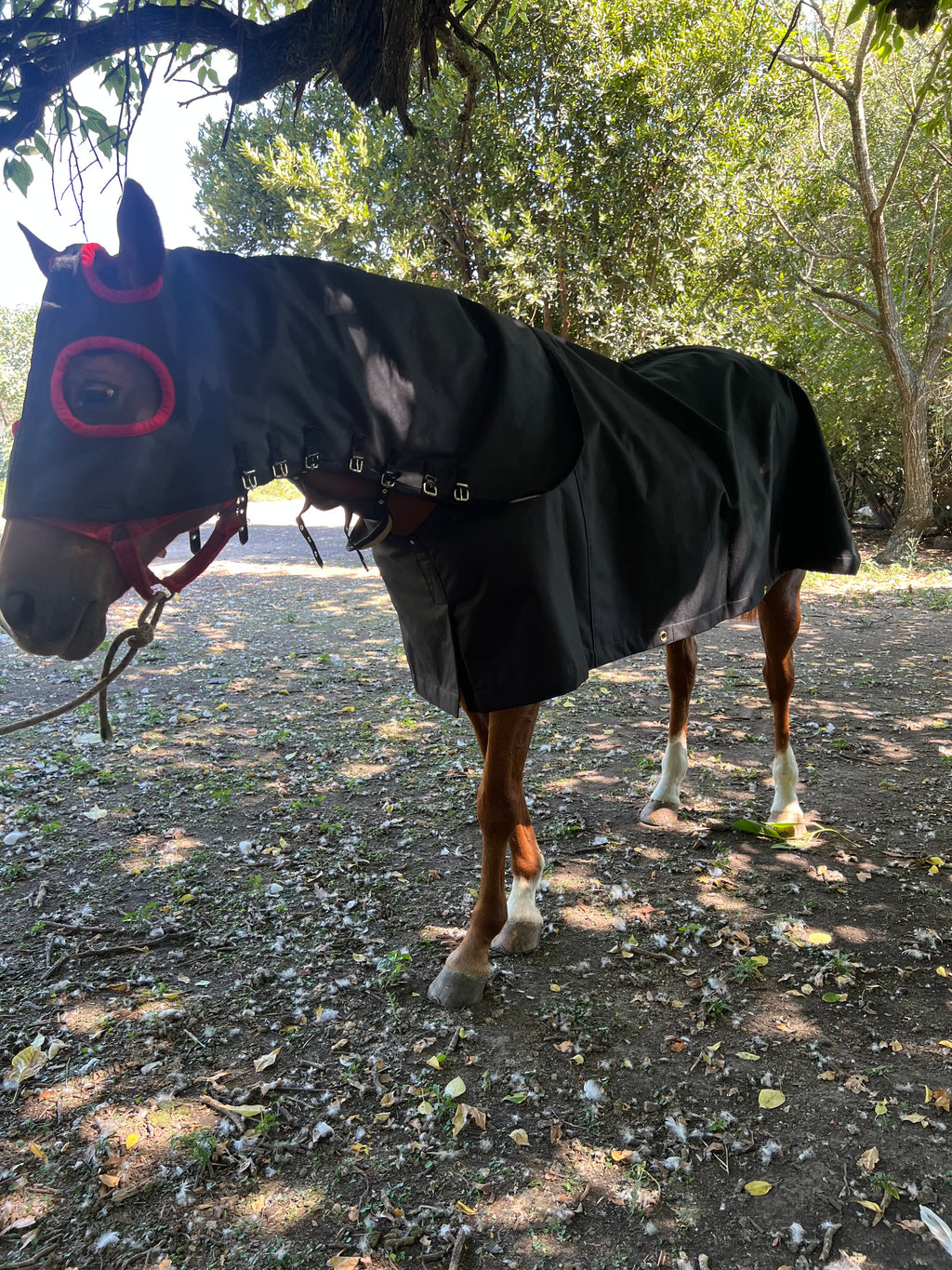 Manta Cogotera