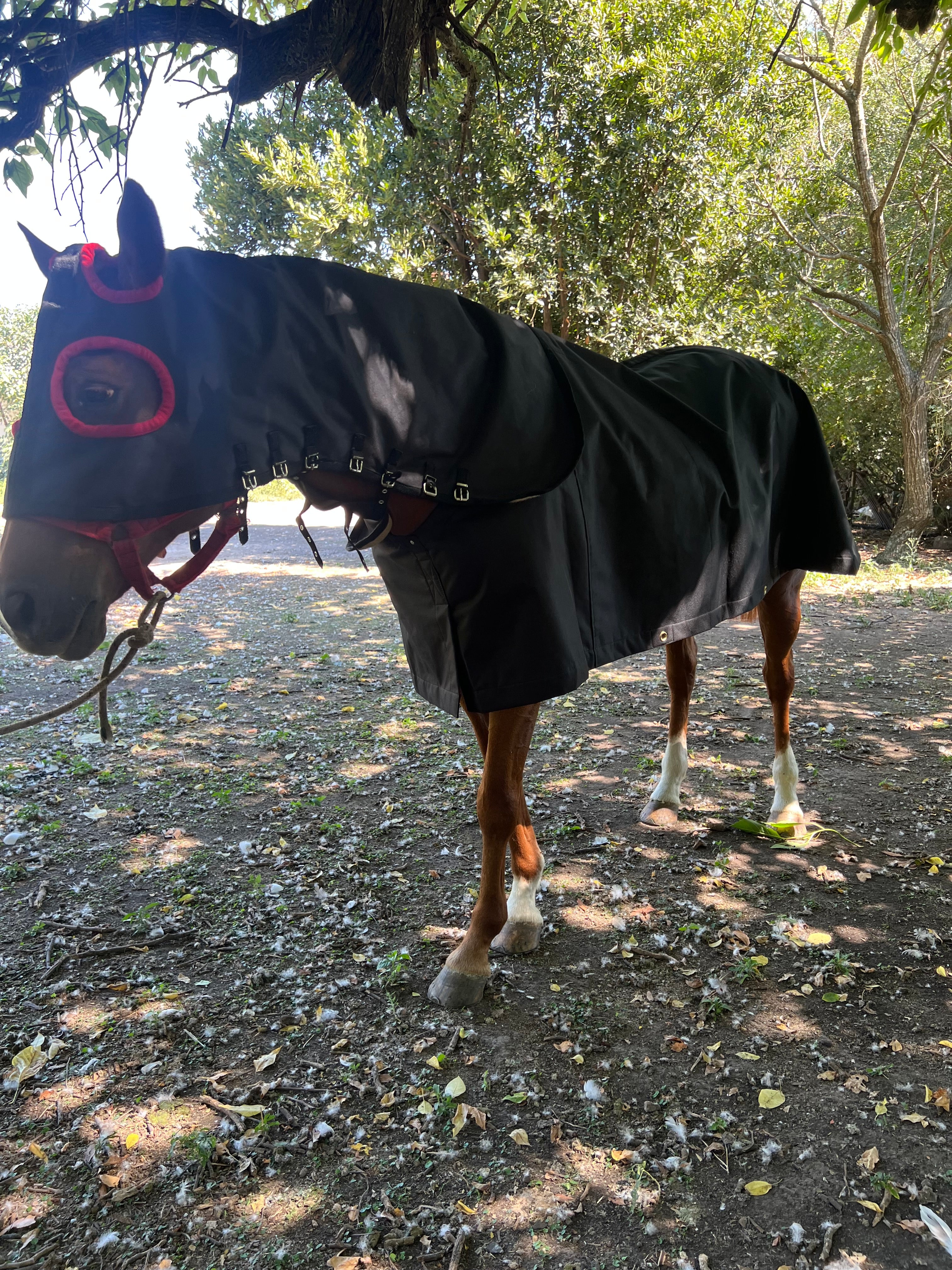 Manta Cogotera
